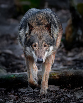 5. Wildwood Calendar 2026