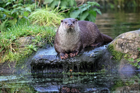 Otter Wet