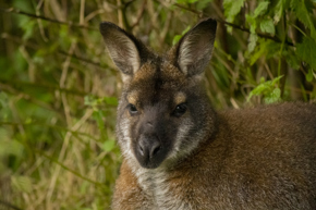 Wallaby Oct21 03