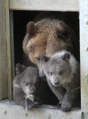 Cubs Cropped