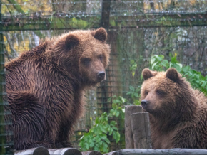 Belgium Bears 1