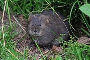 Water Vole Ecology (1)