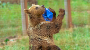 1. Summer Evening (Devon)