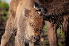 Bison Calf 22 Nov2023 (Donovan Wright)