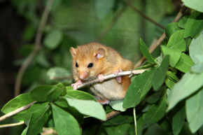 Dormouse6