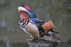 Mandarin06.23