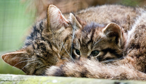 535241325 109078Fbc0 O