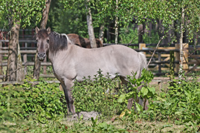 Konik06.23