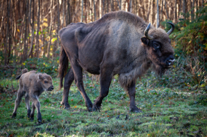 Bison Calf 13 Nov2023 (Donovan Wright)